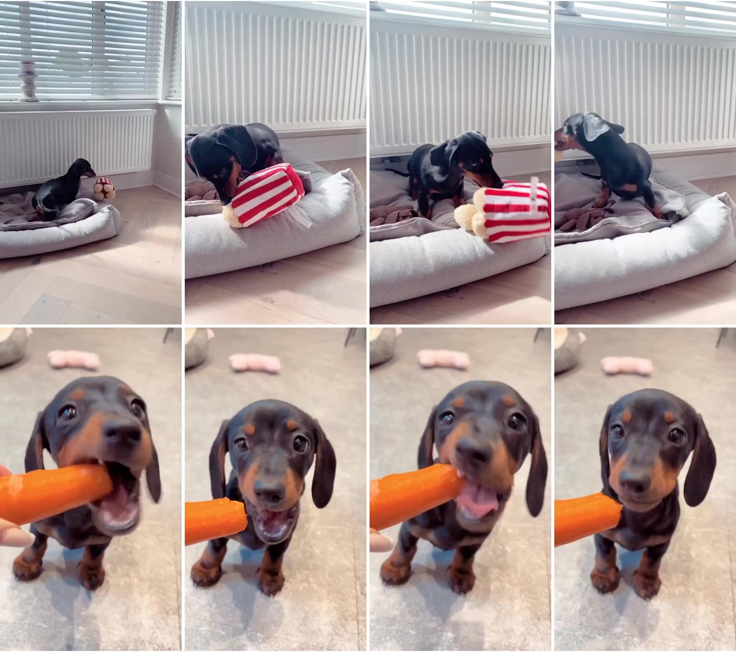 Louis has a treat in store for any of our followers that enjoy asmr crinkle sounds; dachshund like carot