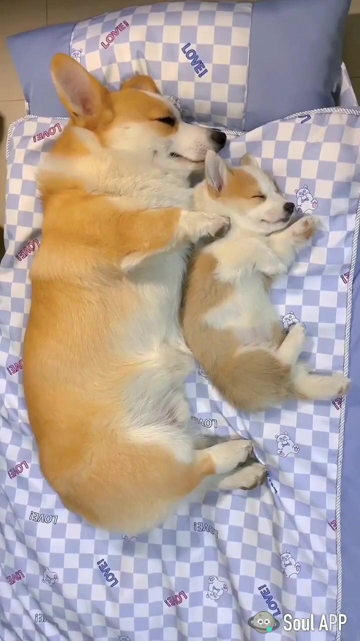 Love love love | very cute dogs