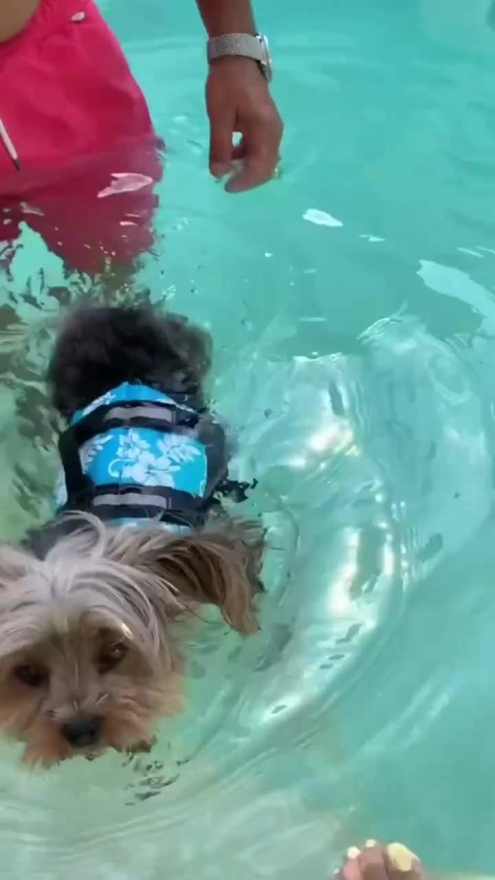 Love the paws swimming before hitting the water | puppy