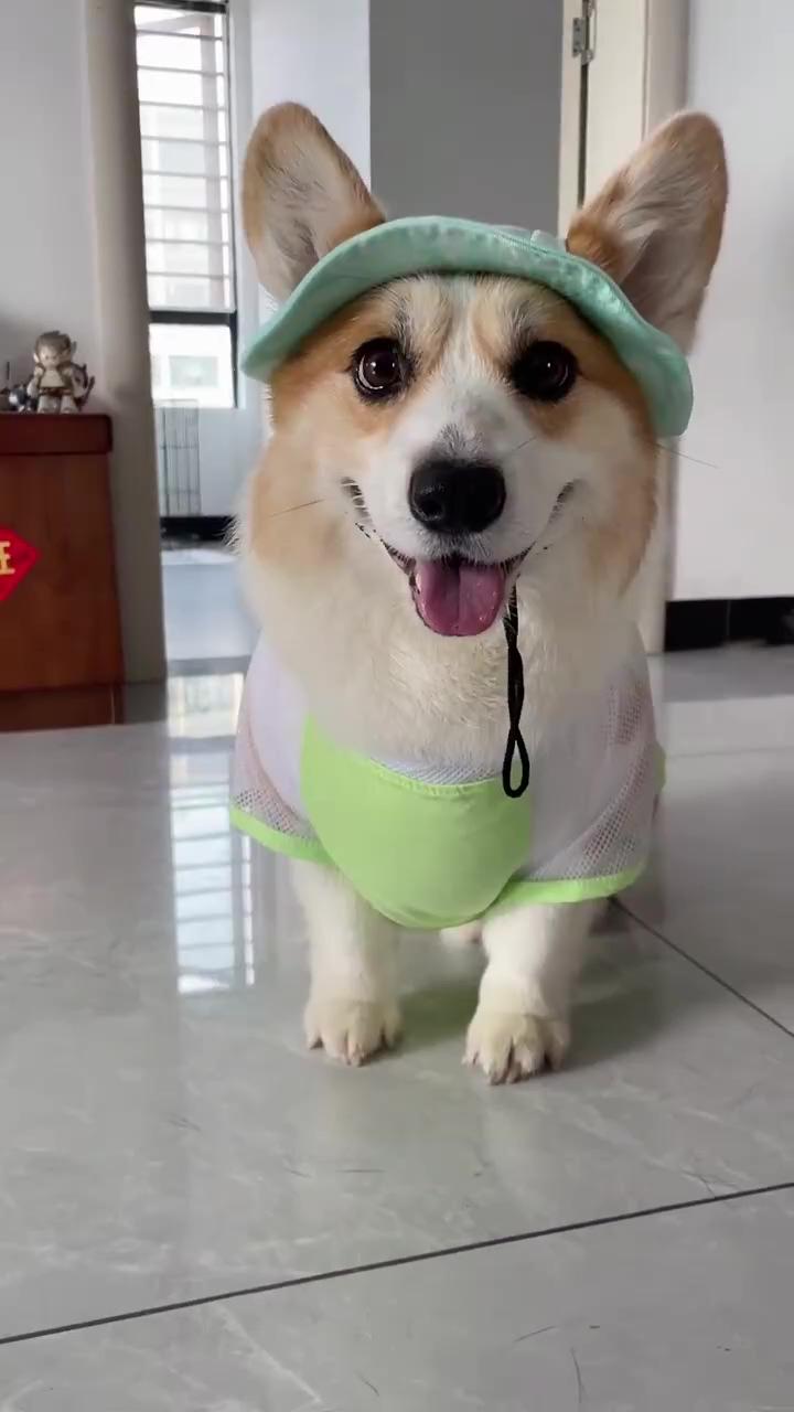 Lovely corgi puppy: it's summer time dont forget a hat when out walking; play time corgi  #corgi #puppy #dog