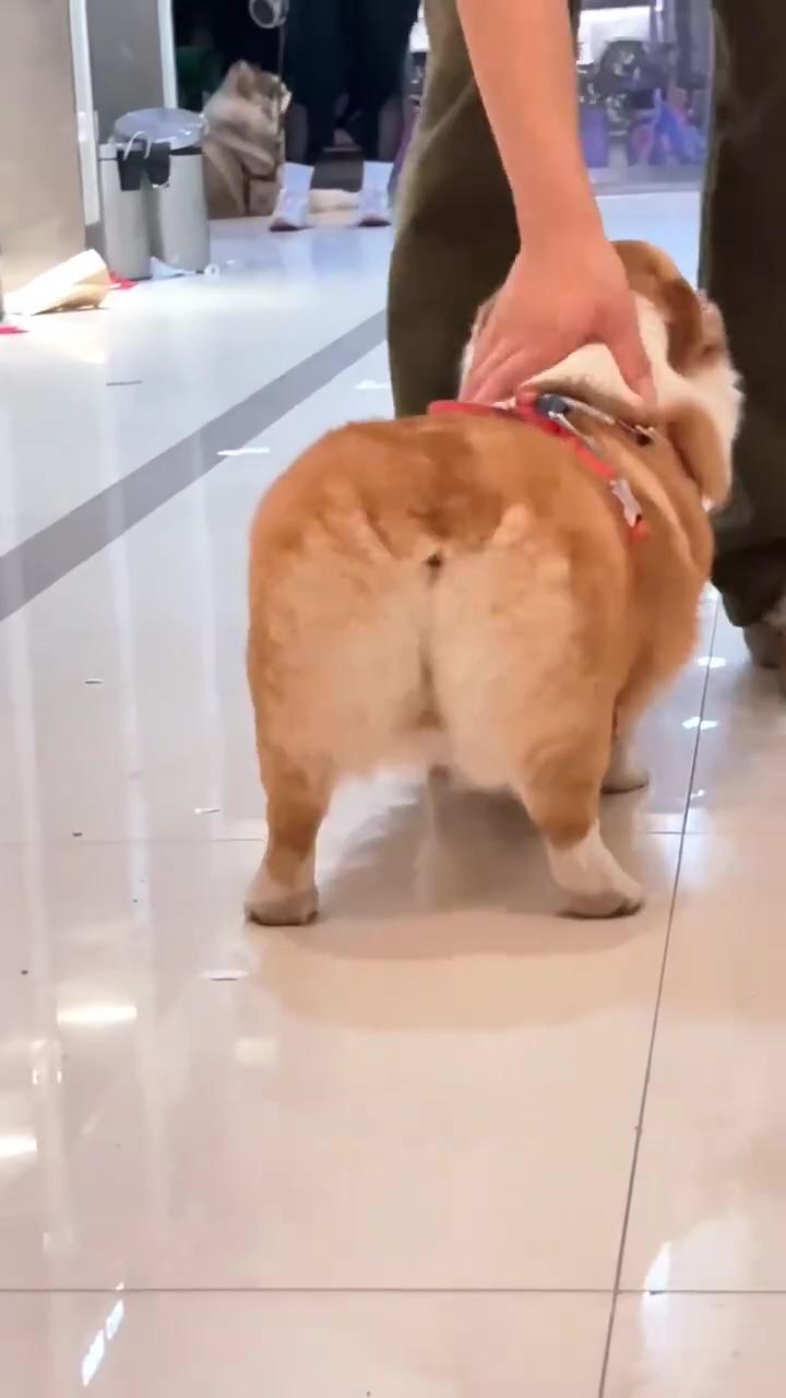 Lovely cute corgi puppy twerking butt; cute corgi puppy
