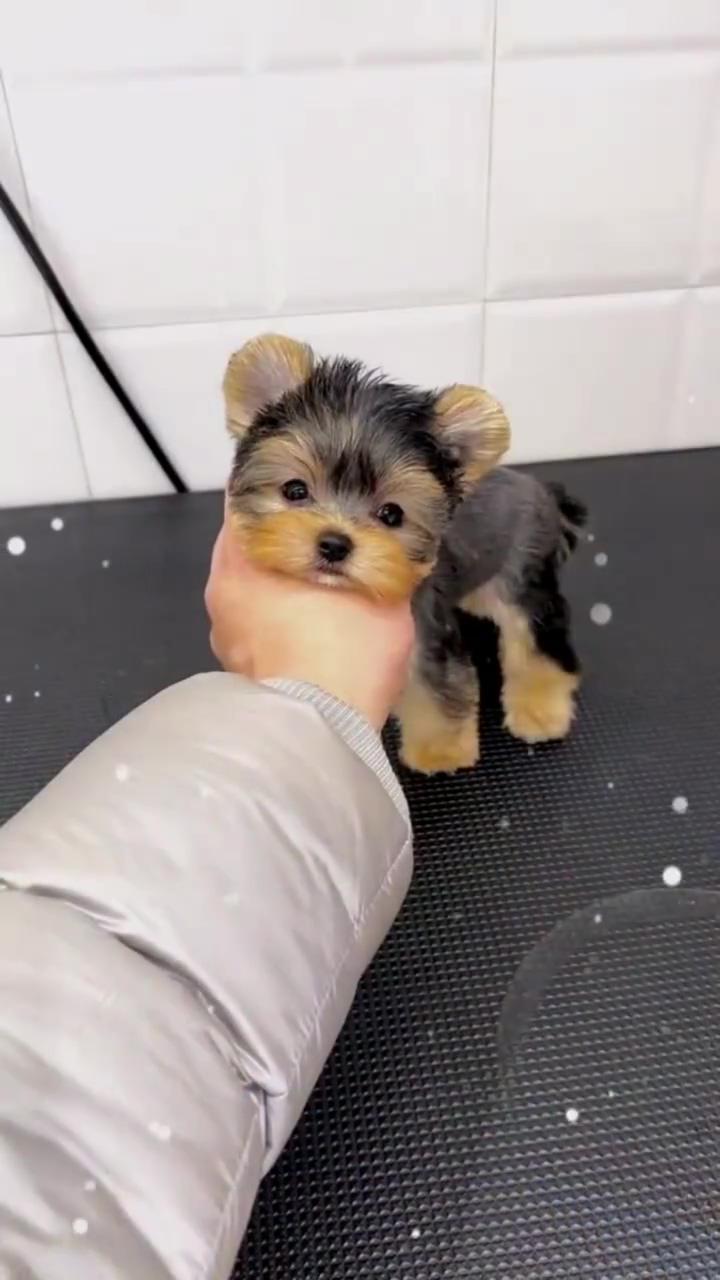 Lovely puppy, dog funny, dog cute videos, dog funny videos 2022; mini schnauzer puppies
