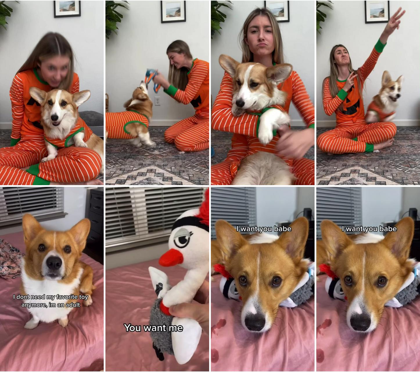 Matching halloween pjs with my dog ; corgi wants his toy, cute dog videos
