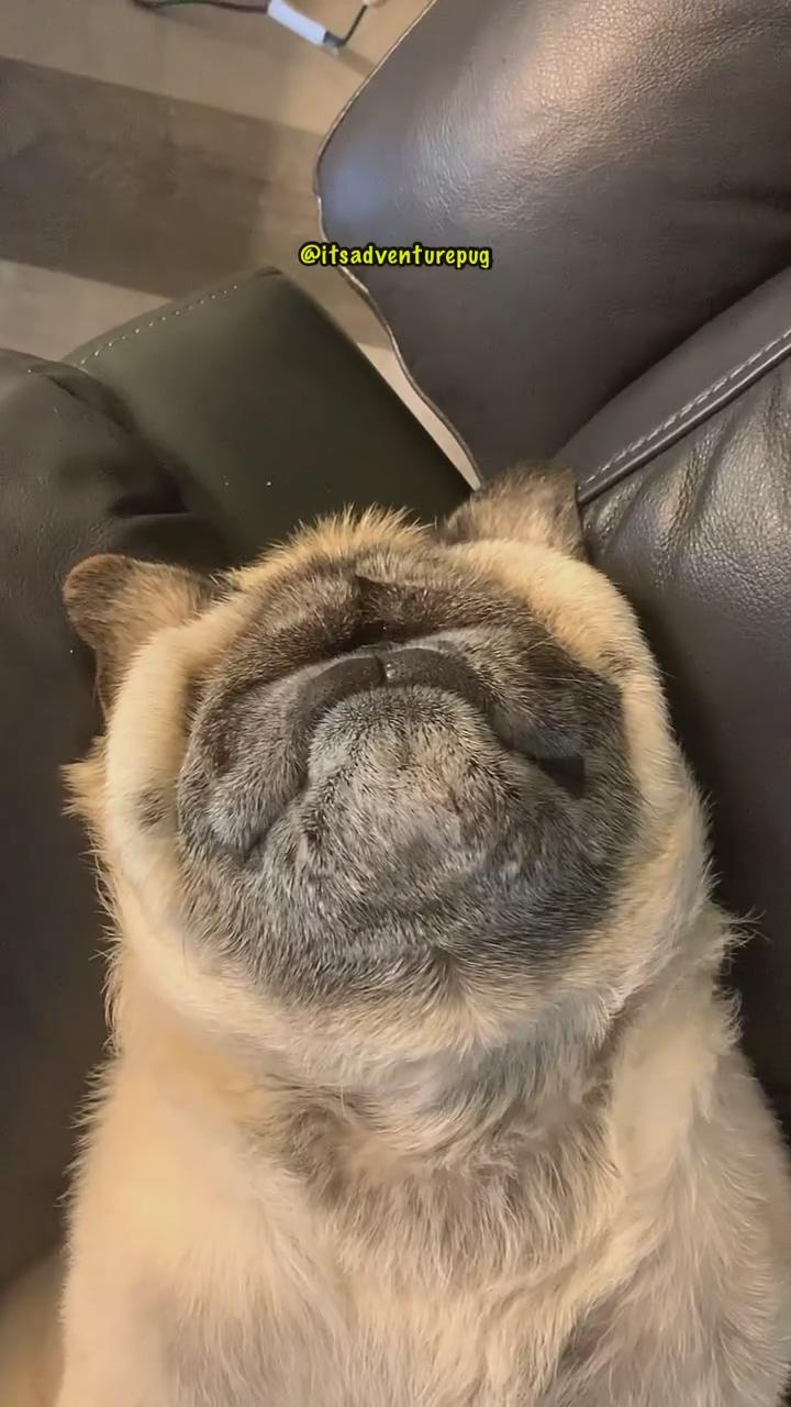 Me when mom's watching her show.  milo ________________ 
if you love pug follow us | interesting fish #animals #animallover #fishinglife