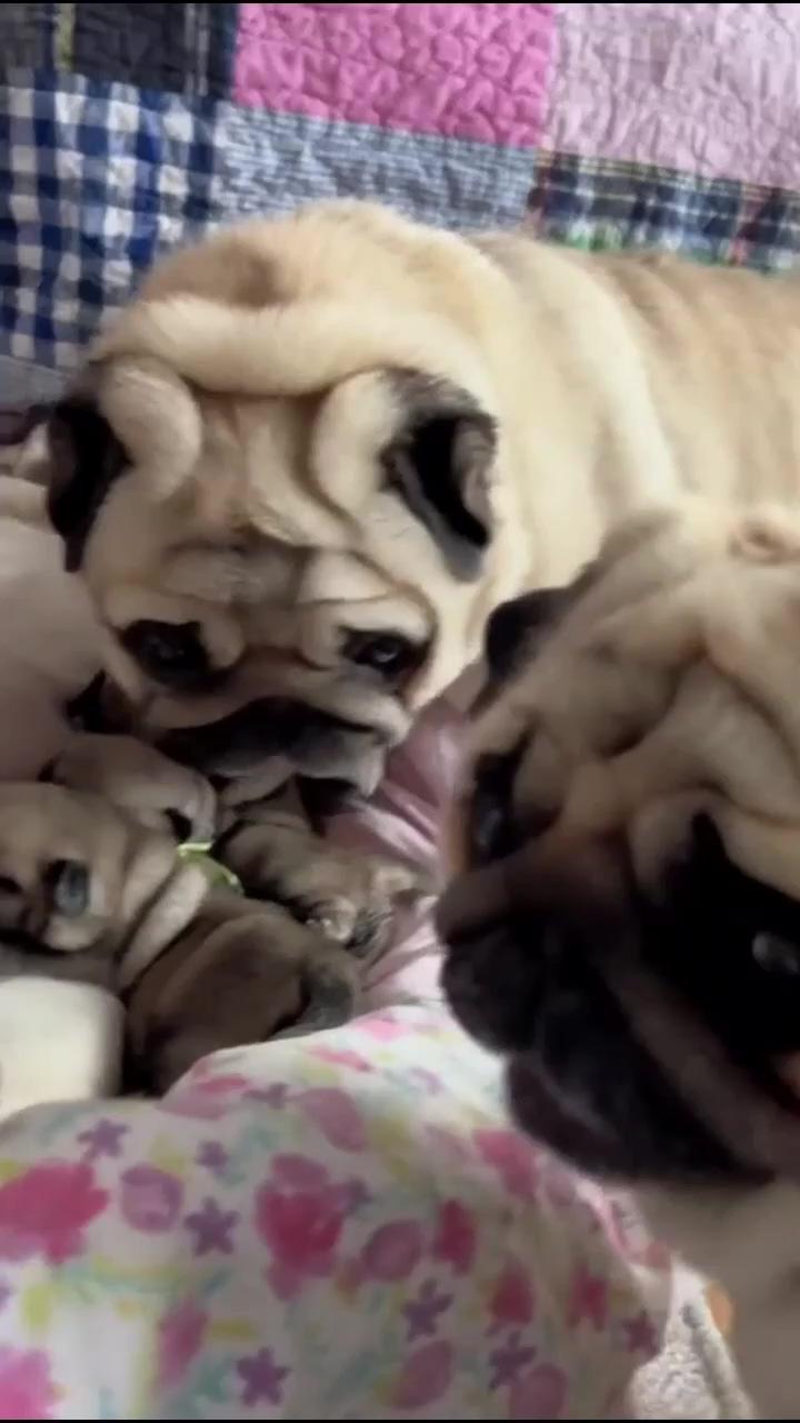 Missy, the winner of last year's laziest mom award, feels the need to stick her nose into lazy mom's; cute pug video