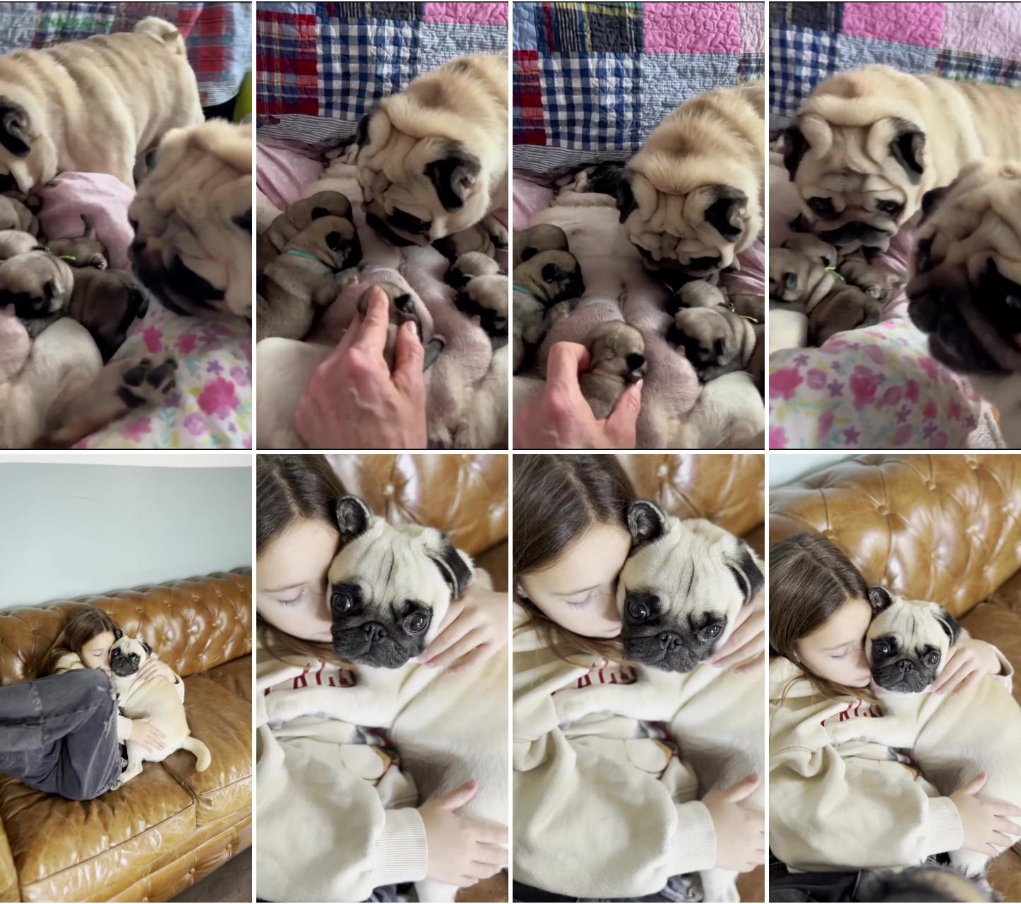 Missy, the winner of last year's laziest mom award, feels the need to stick her nose into lazy mom's; cute pug video