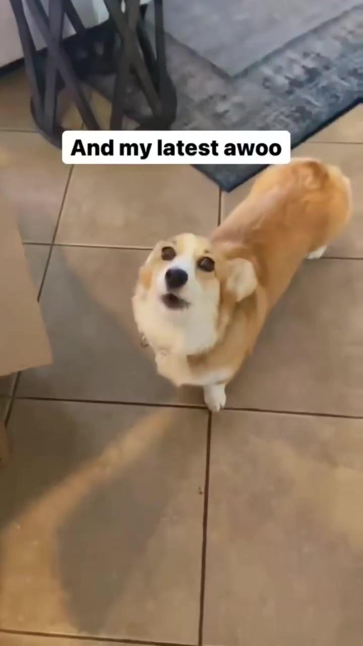 My dog's first awoo | bad man never keeps corgi, if you are agree write in likes comments. #corgilife #corgilove #corg