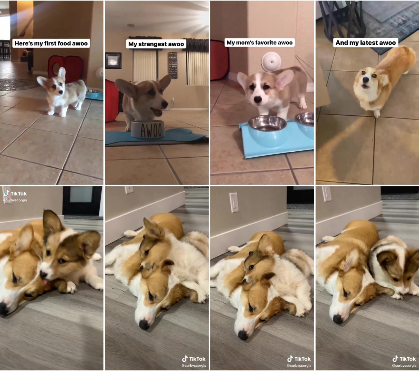 My dog's first awoo; bad man never keeps corgi, if you are agree write in likes comments. #corgilife #corgilove #corg