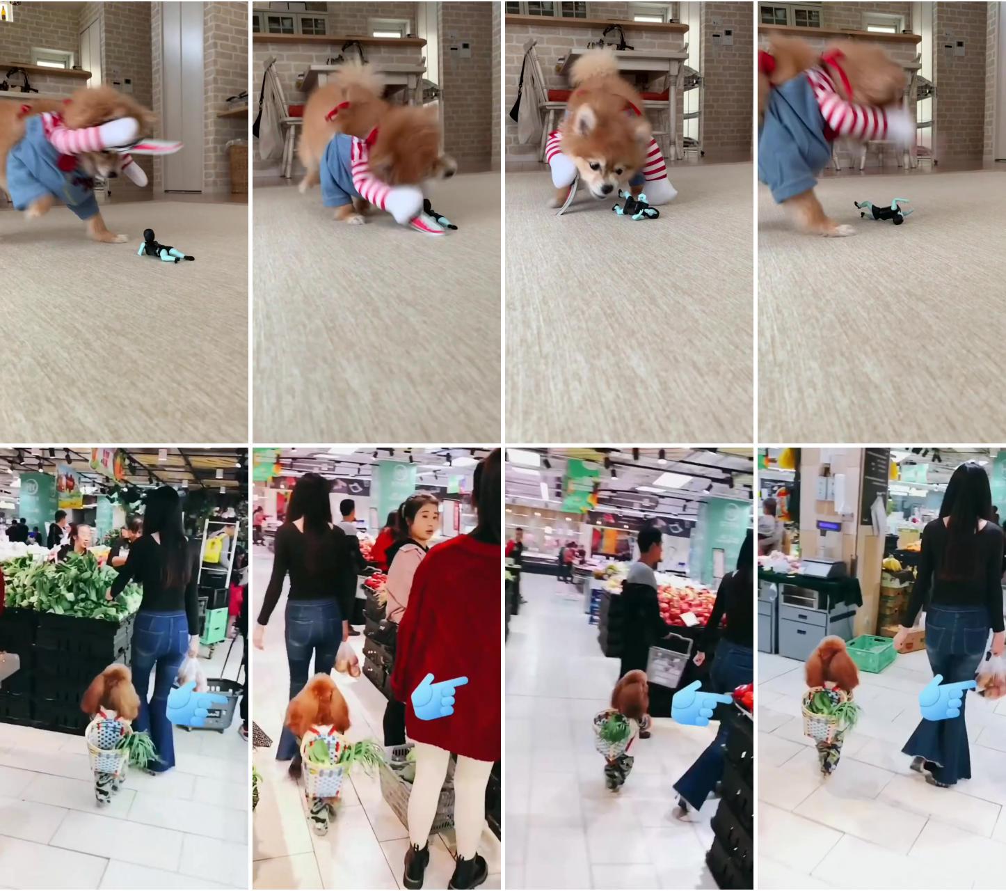 My funny dog; let go mma for groceries shopping #cutedog