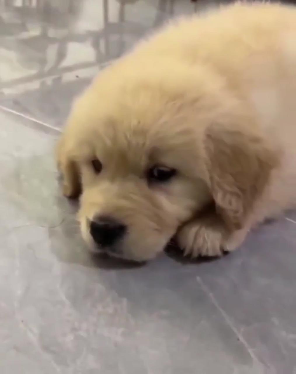 My puppies are just too cute #dogs #doglovers #pets; funny animal videos