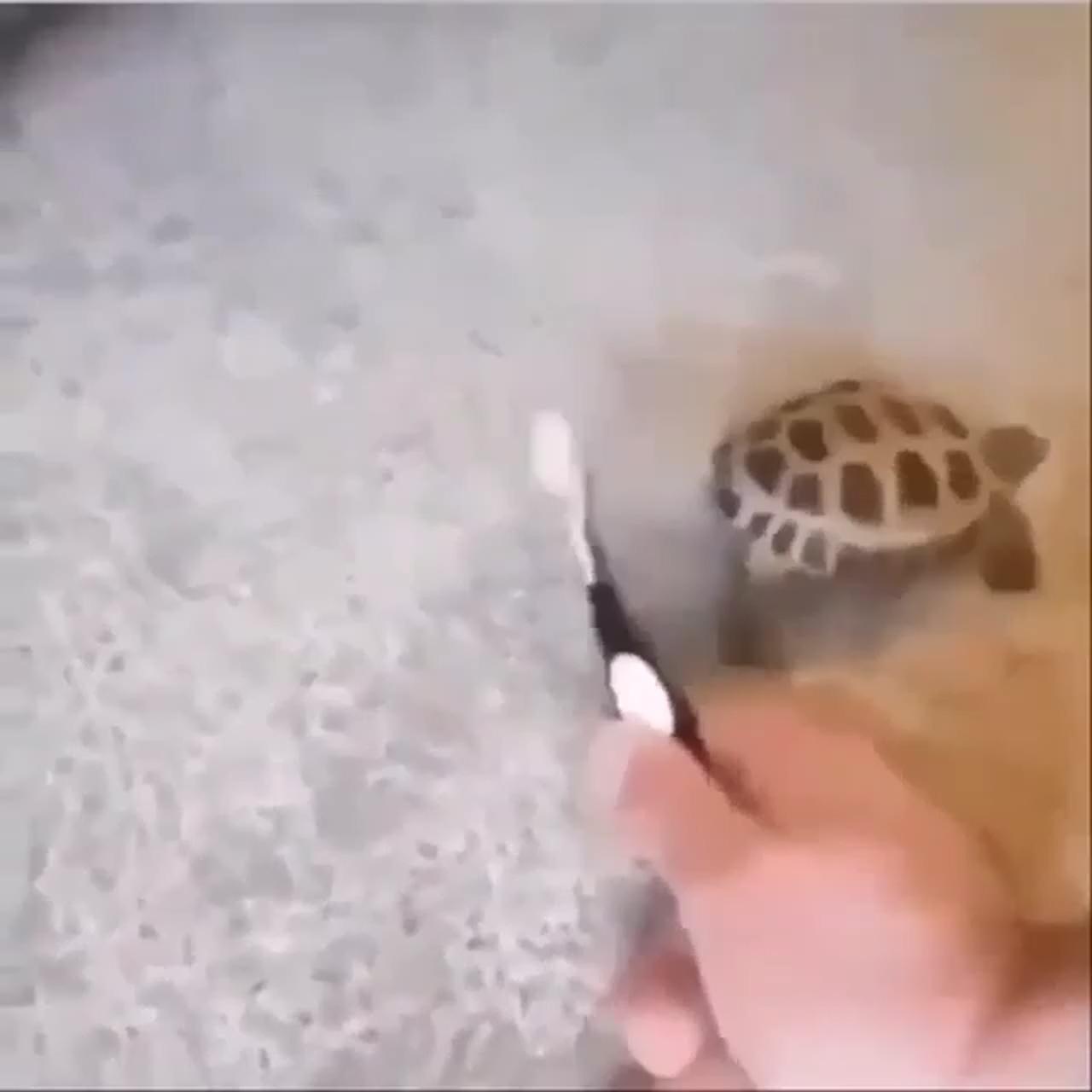 No thought just turtle | cute wild animals