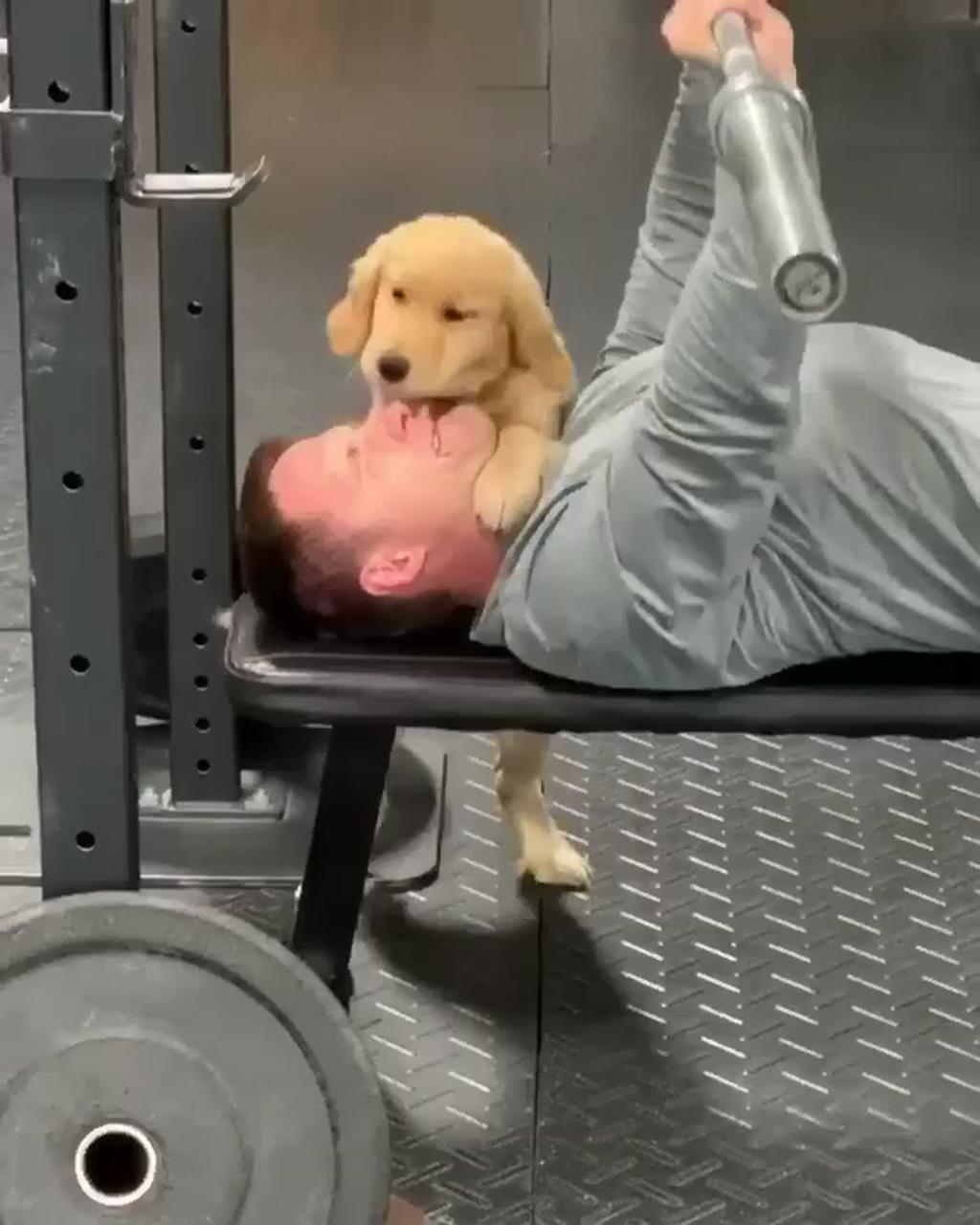 Omg cute dog just helping his owner workout | workout memes