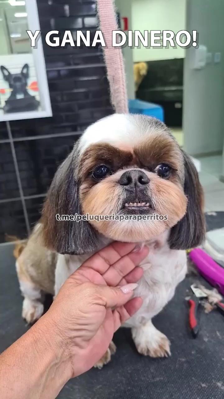 Online dog grooming course - how to cut hair; cuteness 