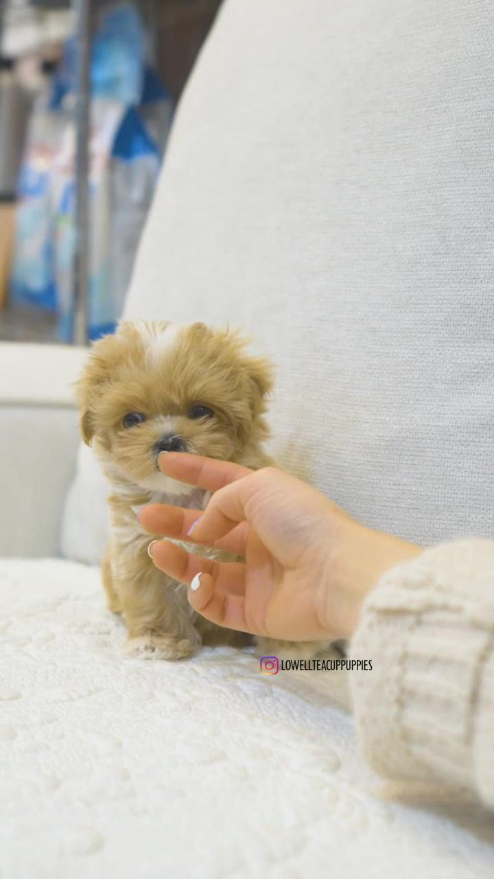Perfect baby teacup maltipoo. lowell teacup puppies; cute fluffy puppies