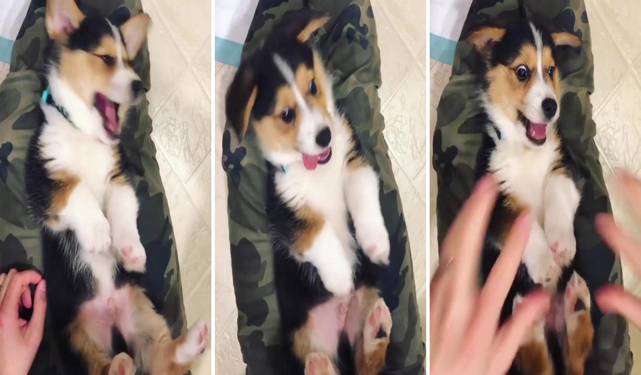 Pets are humanizing. they remind us we have an obligation and responsibility to preserve; corgi gif