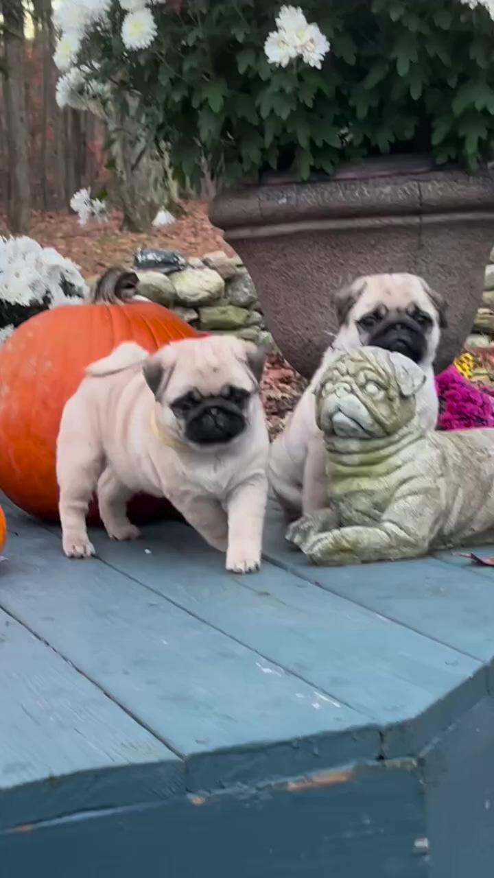 Playful pug puppies' adorable bark fest with dad  must-see cute puppy video; "what owning a pug sounds like... who can relate"