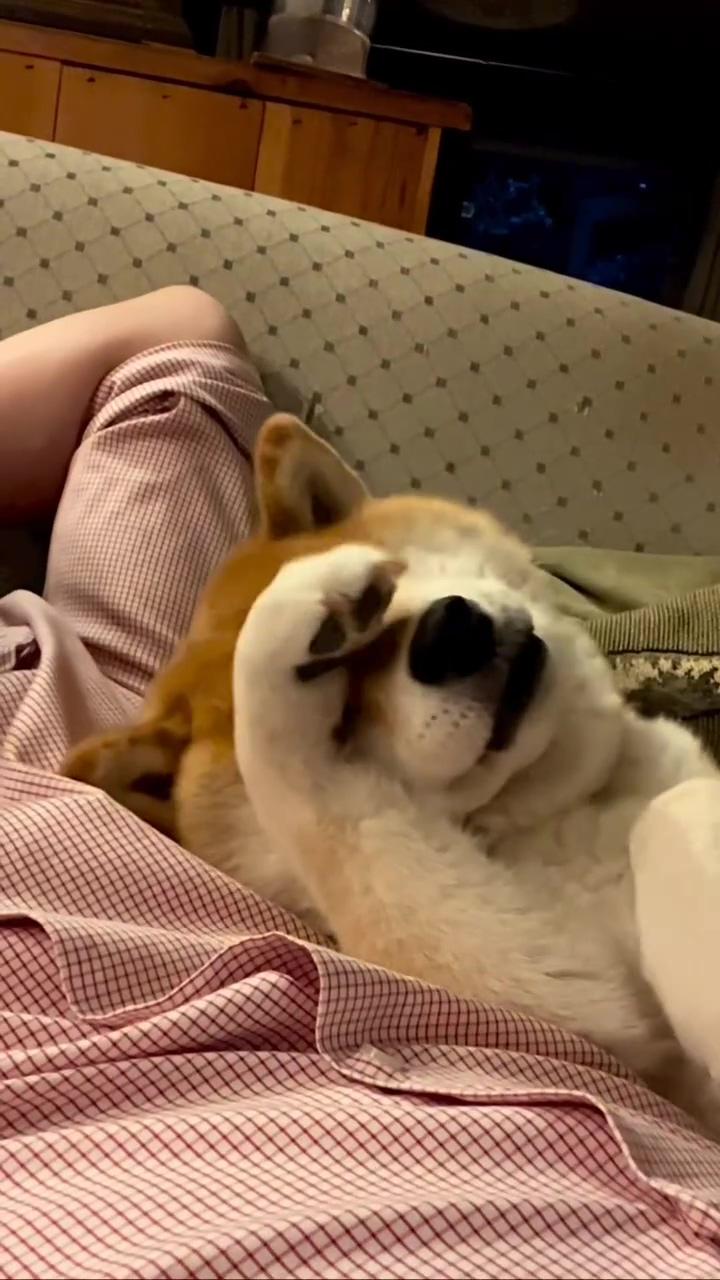 Playful shiba inu puppy shares adorable moment with owner - hilariously cute and relatable video  | cute shiba inu puppy funny