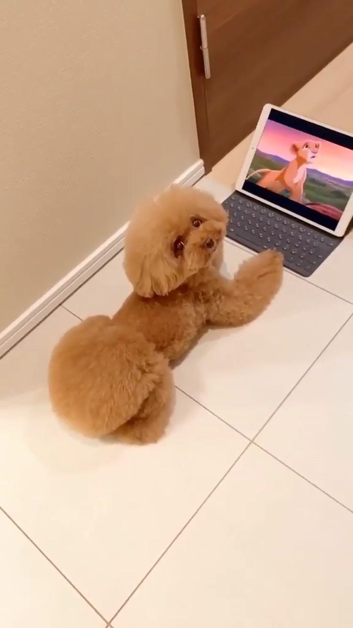 Poodle cute and funny parody - not sleeping, watching a serie; baby cute and funny dog video, dog lover vlog,