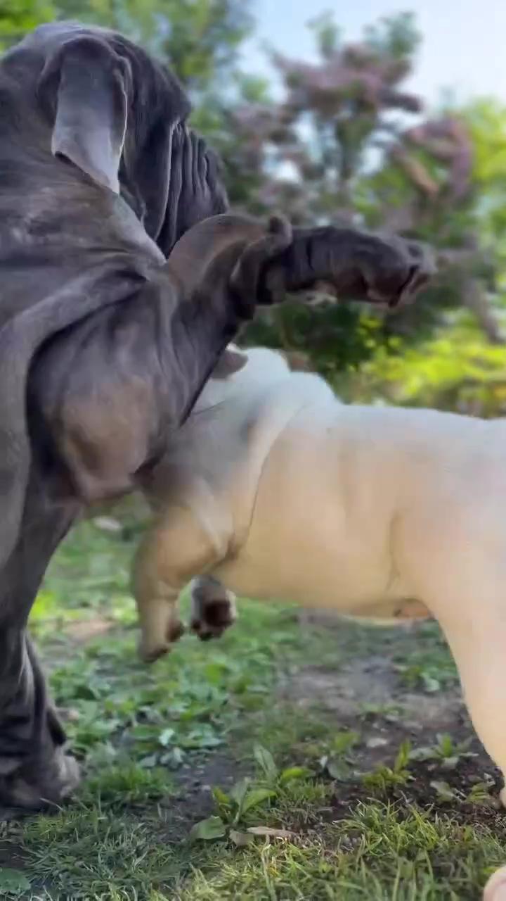 Precious giant  | french bulldog