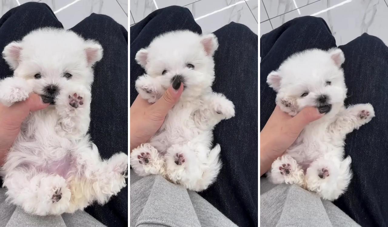 Princess bichon; cute animals puppies