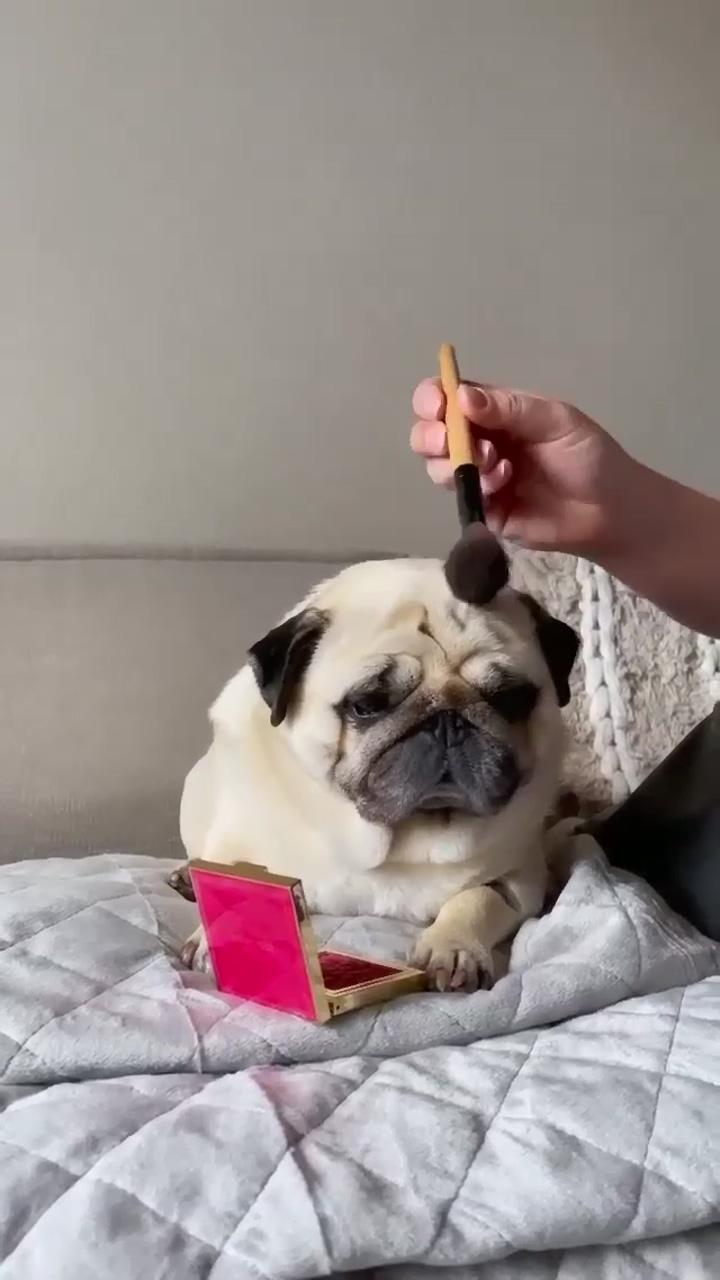 Pug getting ready for it's wild friday party. mention your friends who loves makeup, pug videos; cute baby pugs