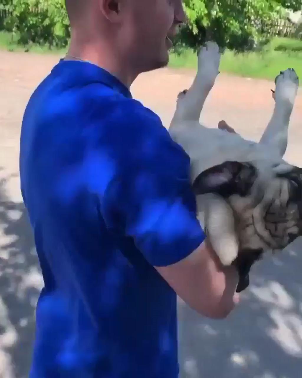 Pug lover dad follow us for more amazing pug videos and photos. ; cute pug puppies