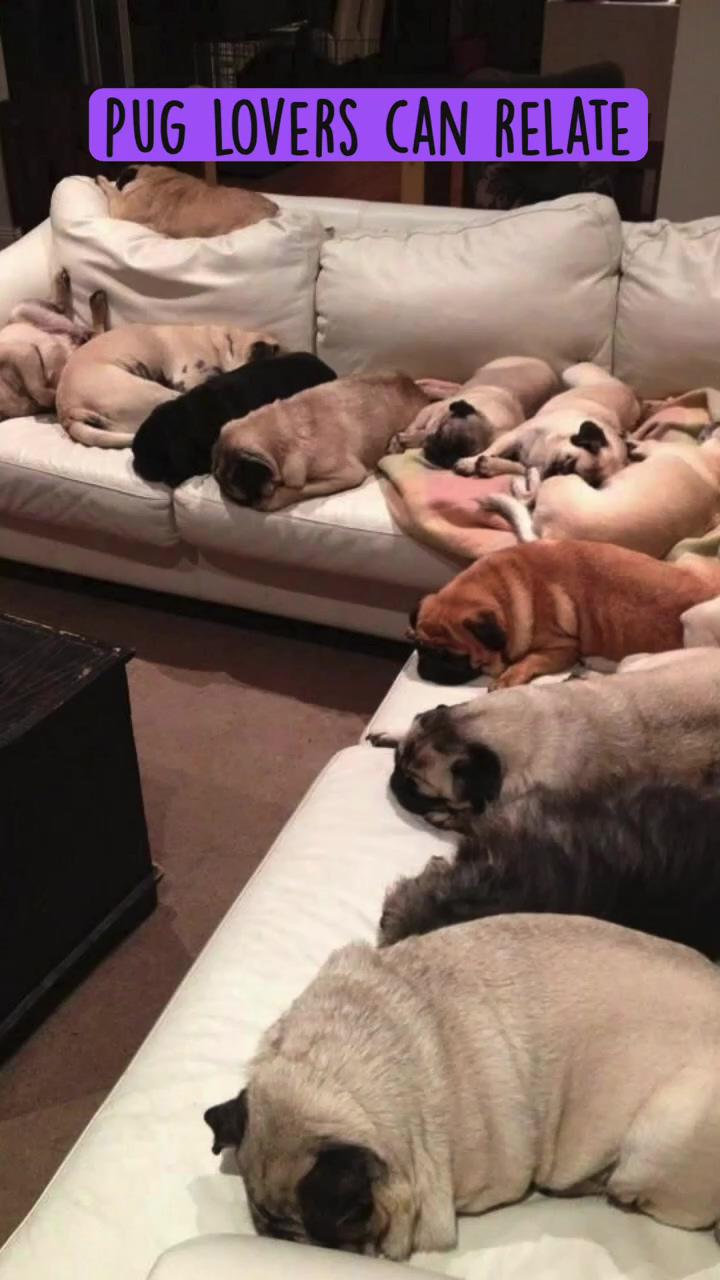 Pug lovers can relate | pug loves his sleep