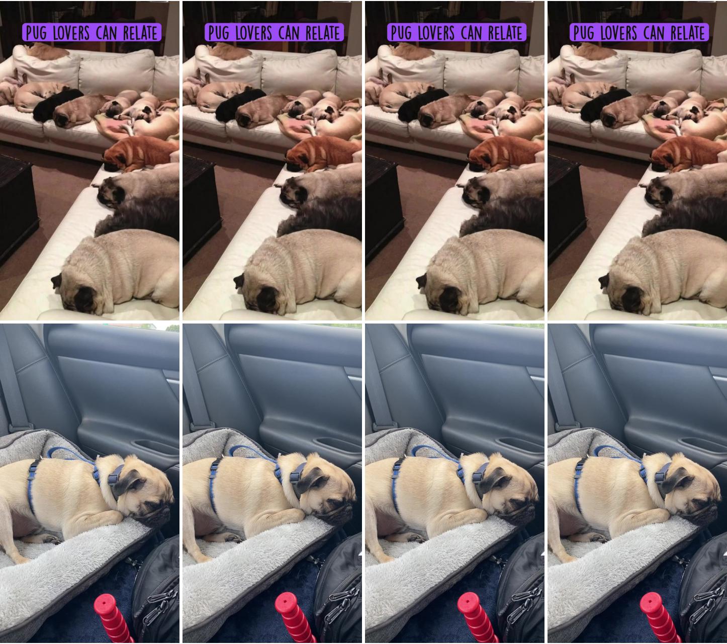 Pug lovers can relate; pug loves his sleep