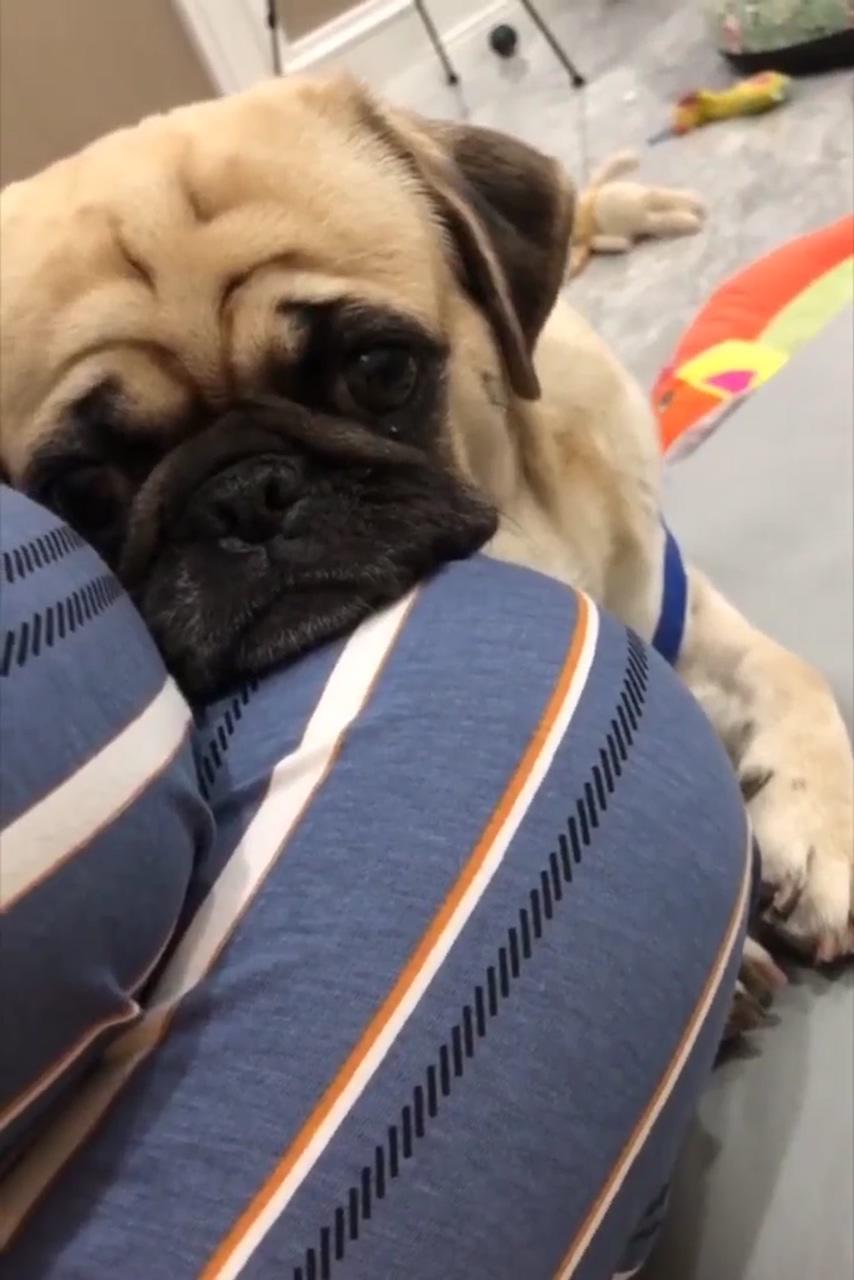 Pug loves her owner too much, pug love | cute pug puppies