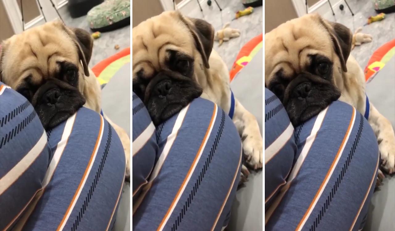 Pug loves her owner too much, pug love; cute pug puppies