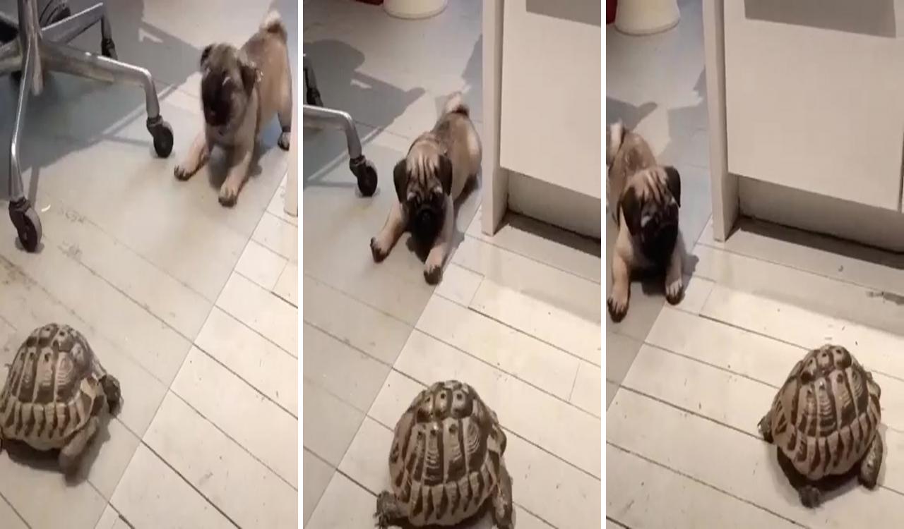 Pug puppy vs tortoise , pug heaven, pug videos; adult pug