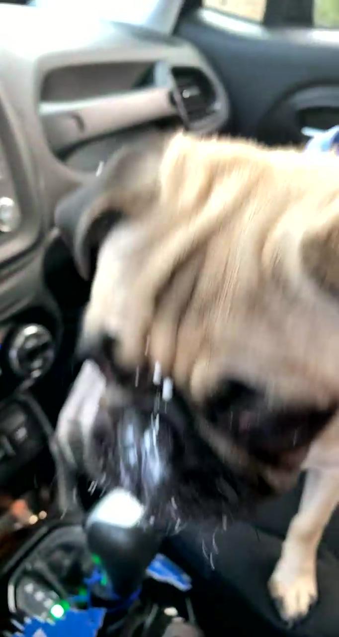 Puggin out on whipped cream; cute pug puppies