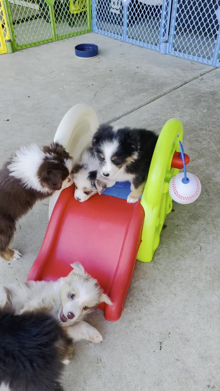 Puppies playing; why are corgis always so skeptical 
