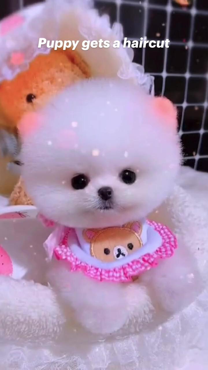 Puppy gets a haircut; cute puppy videos