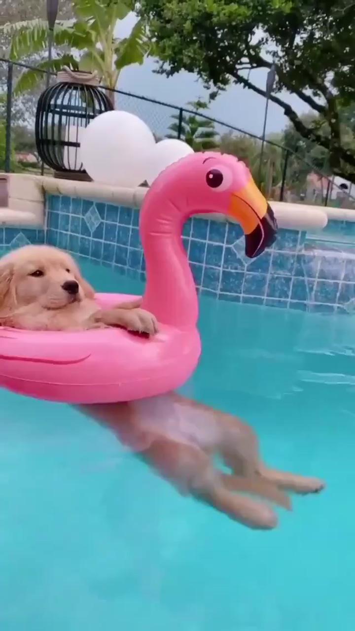 Puppy having fun in the pool; that's my little fur baby, how adorable