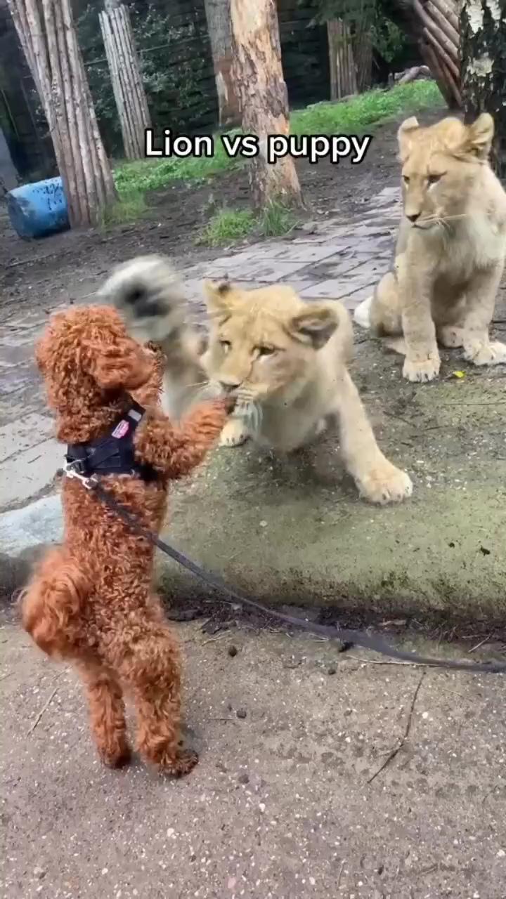Puppy vs lion ; super cute animals