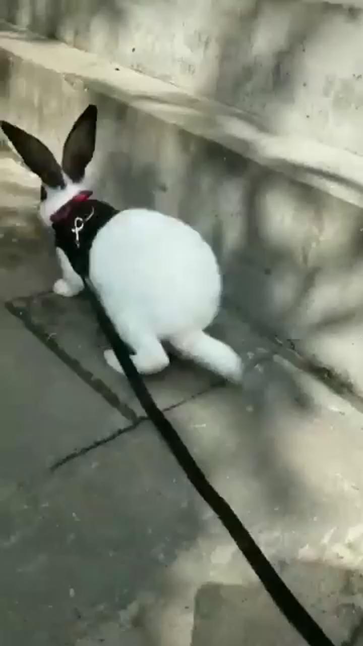 Rabbit harness bunny leash outside happy walking jogging; cute funny dogs