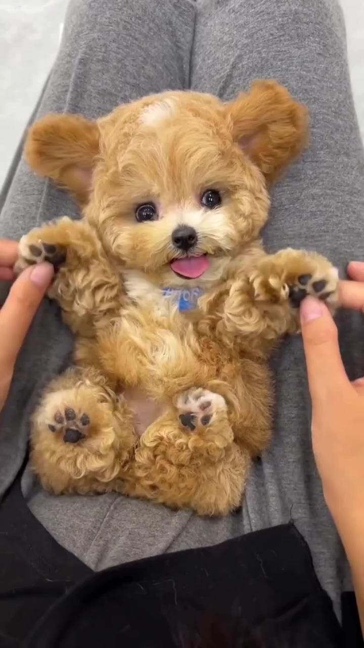 Real life teddy bear, dog, puppy, dogs, cute puppy, dog videos, aesthetic dog, pet, animal | house broken teacup yorkie puppies available