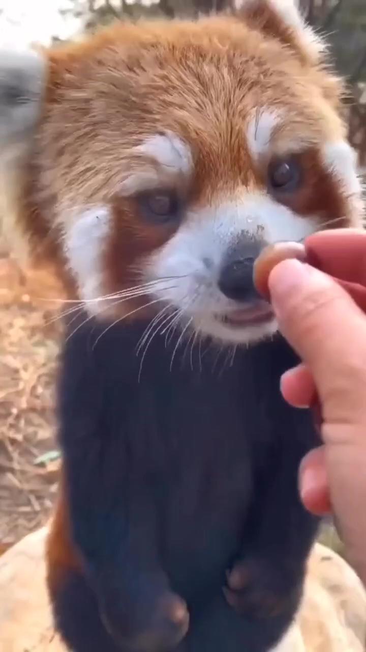 Red panda; sweet dog