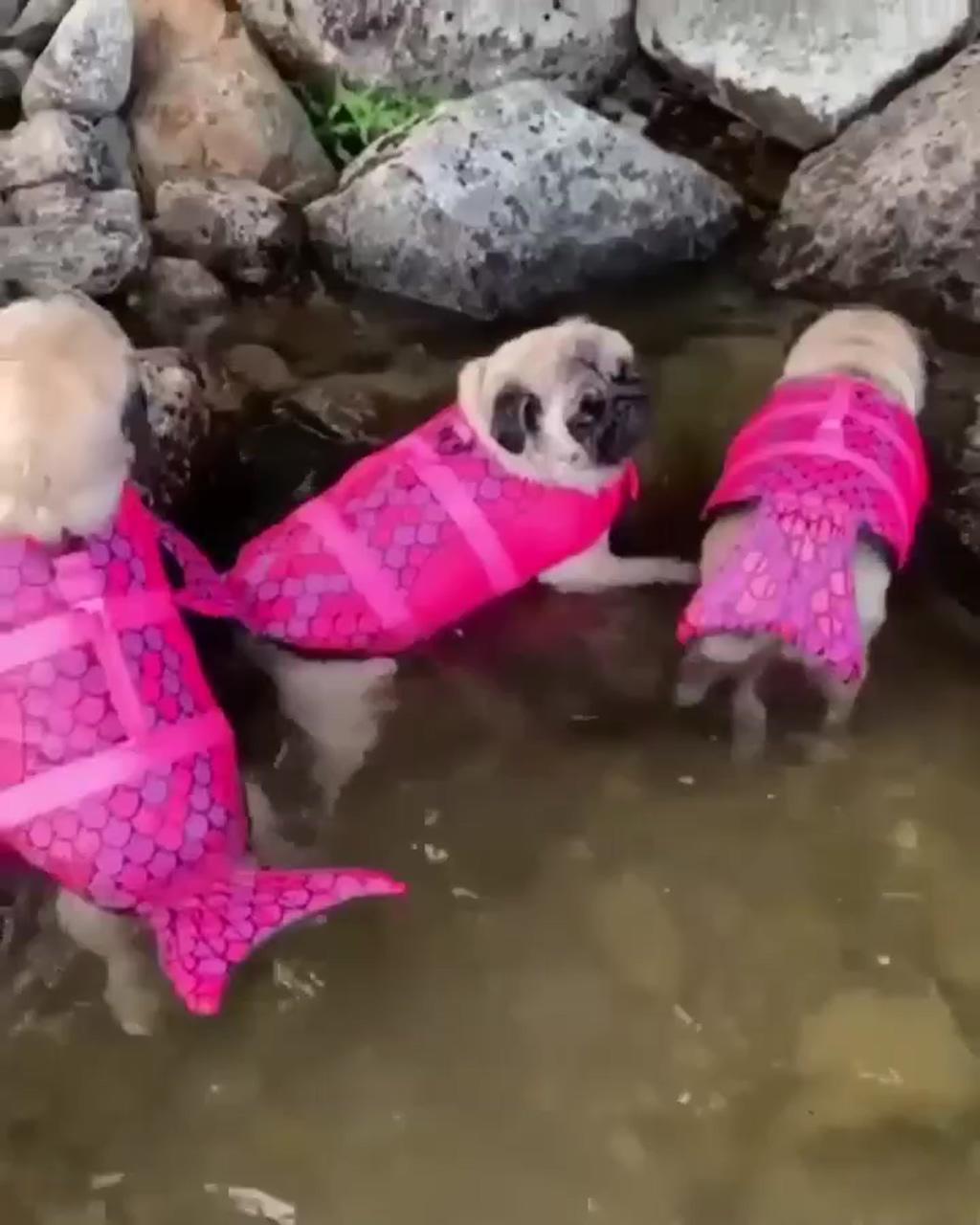 Sea pugs, cute pugs | dogs