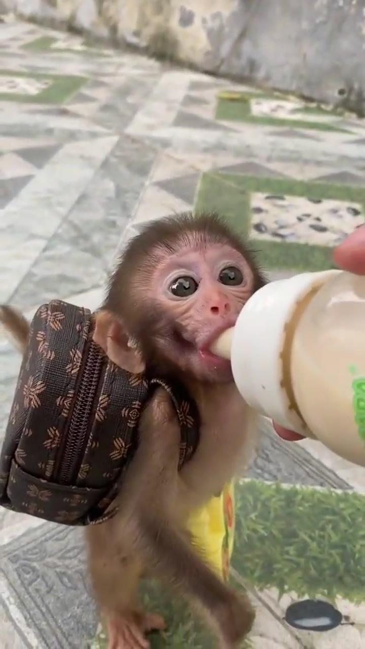 She's so cute ; cute monkey pictures