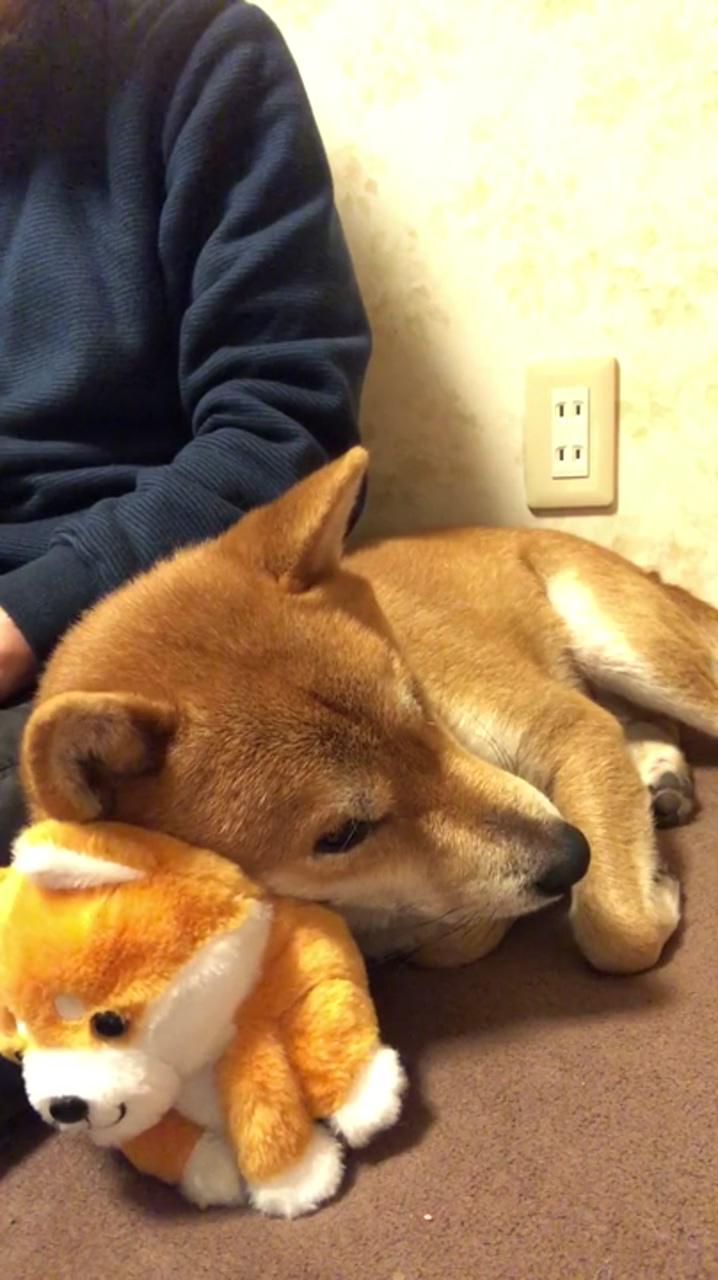 Shiba inu and stuffed animal | cute funny dogs