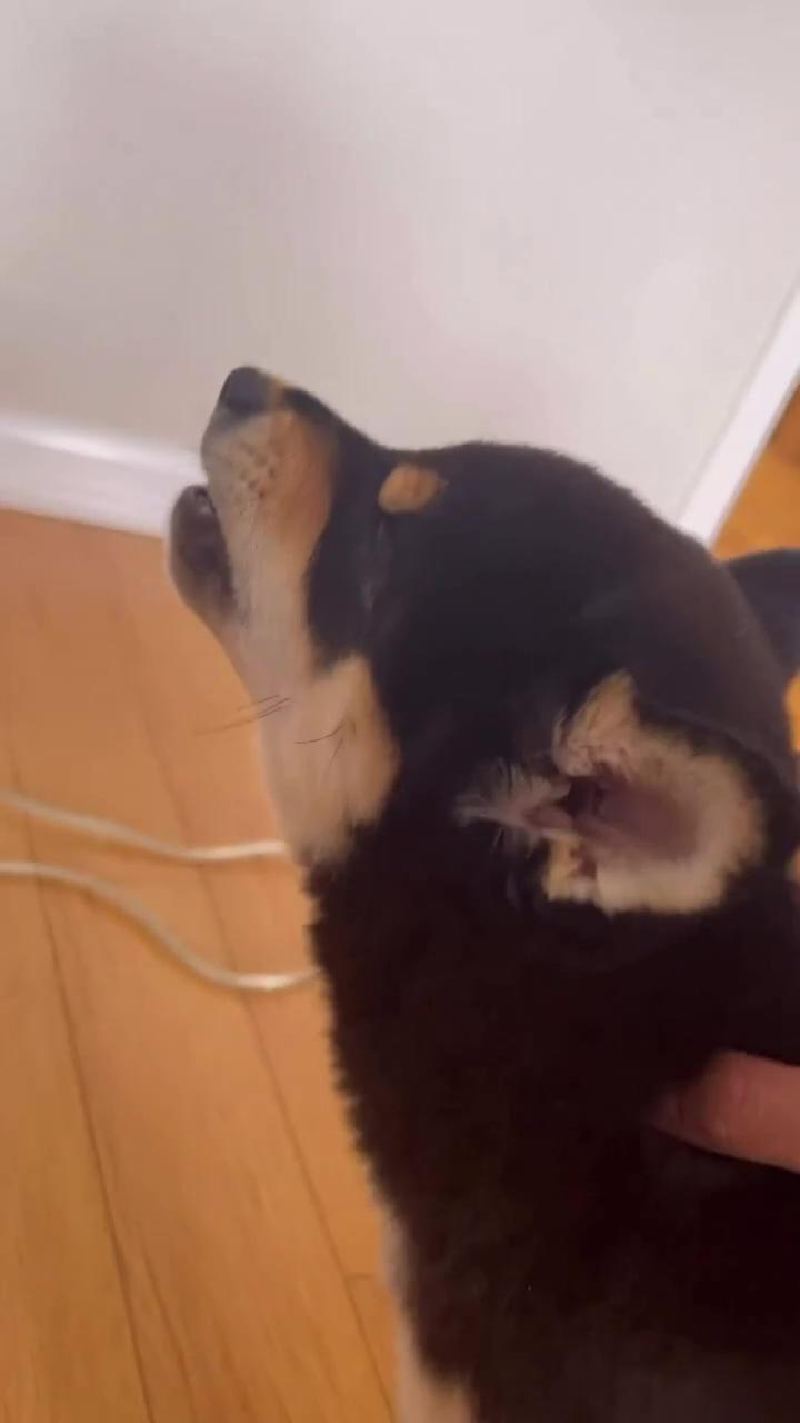 Shiba inu puppy: cute yawns for hooman  | sleeping french bulldog puppy