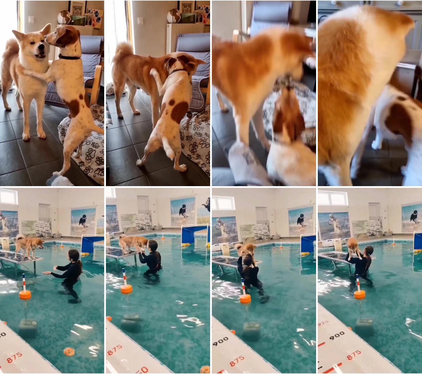 Shiba inu puppy takes his first dip hilarious and wholesome; dog kennel