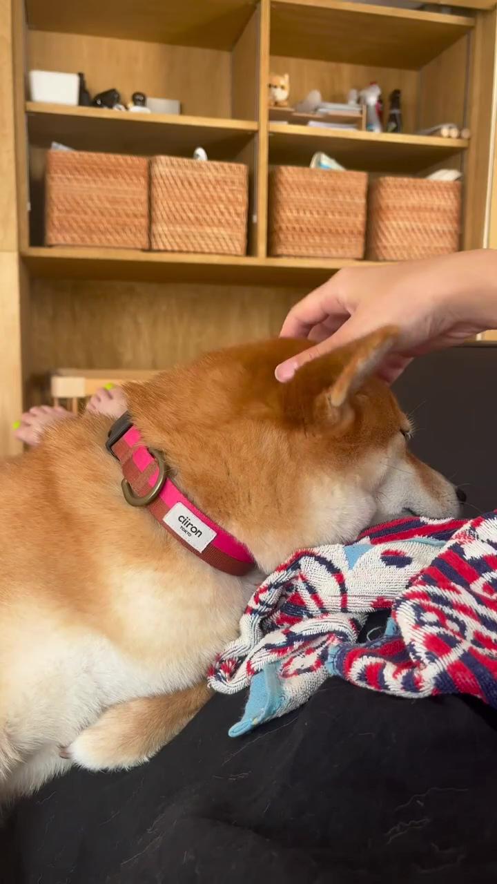 Shiba inu puppy's head rub heaven funny and cute  | ready fight okay, no fighting
