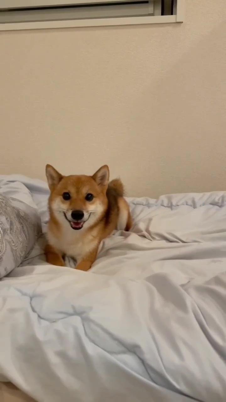 Shiba inu  puppy's hilarious  spin cycle: watch this cute  pup go round and round | beautiful corgi