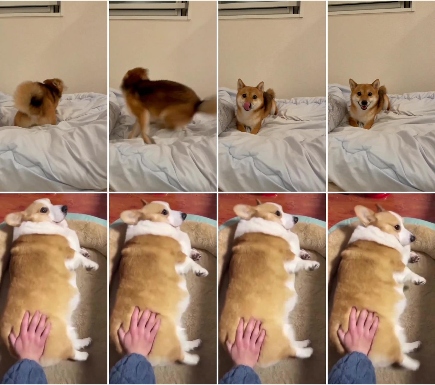 Shiba inu  puppy's hilarious  spin cycle: watch this cute  pup go round and round; beautiful corgi