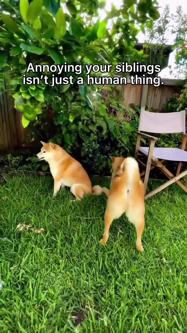 Shiba inu siblings; hi. i've only been on this world for 6 weeks. could you teach me your ways