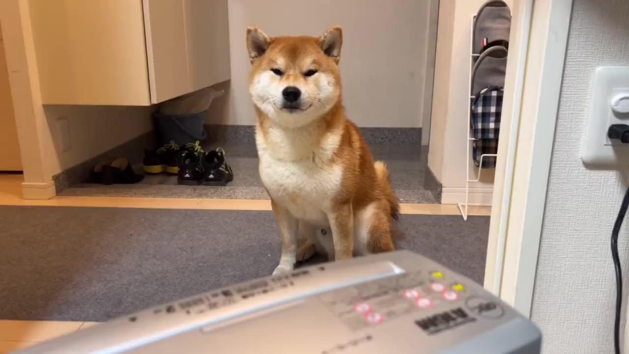 Shiba inu's reaction when he saw the shredder for the first time | husky