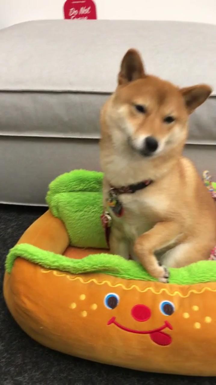 Shiba shake; last one is my favorite  what is your favorite thing your dog does 